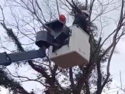 伐採・高木①